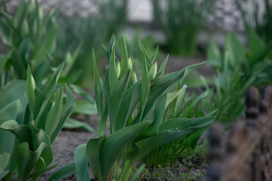 A close-up view of a garden bed featuring vibrant green tulip plants with elongated, smooth leaves and pointed tips, some of which are still developing buds. The soil surrounding the plants appears mo